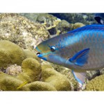 parrotfish